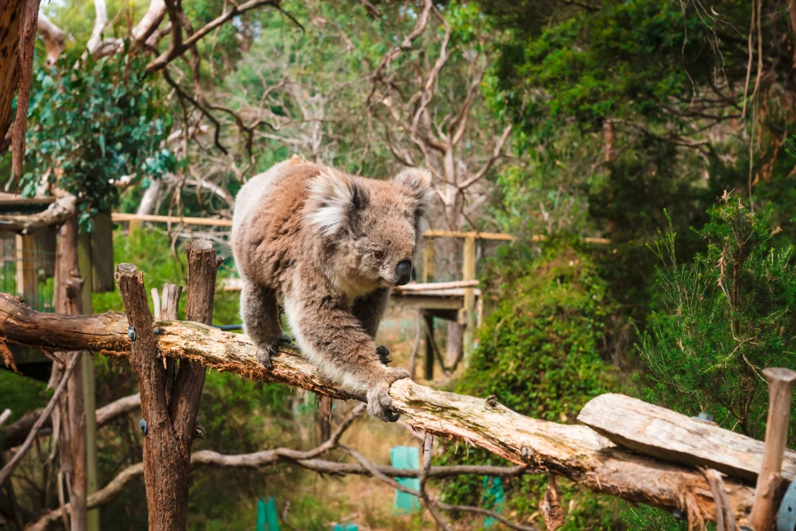 Phillip Island - Pynesville