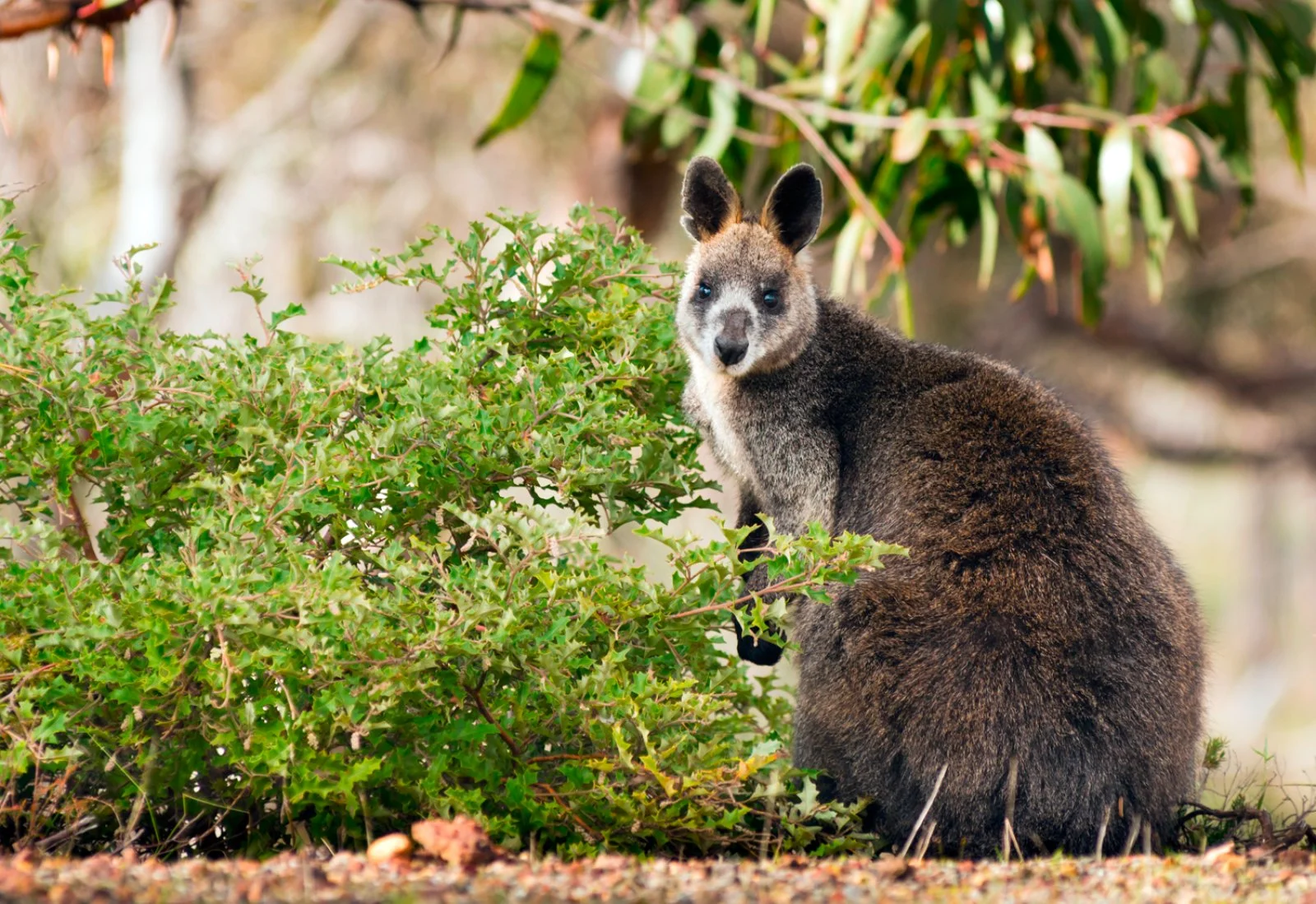 Grampians - Melbourne