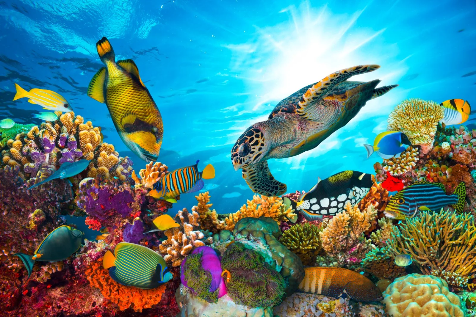 Voyager Jordan E Maldive - Maldive