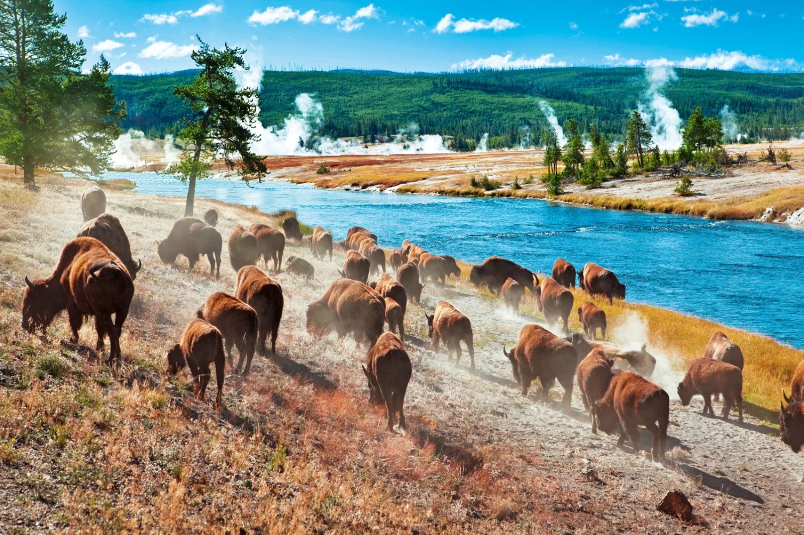Yellowstone National Park