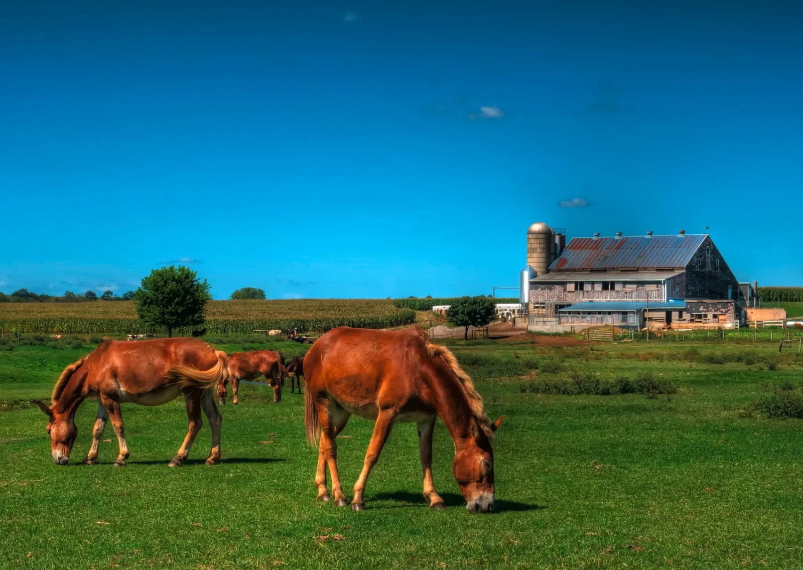 Cascate del Niagara - Amish Country - Lancaster