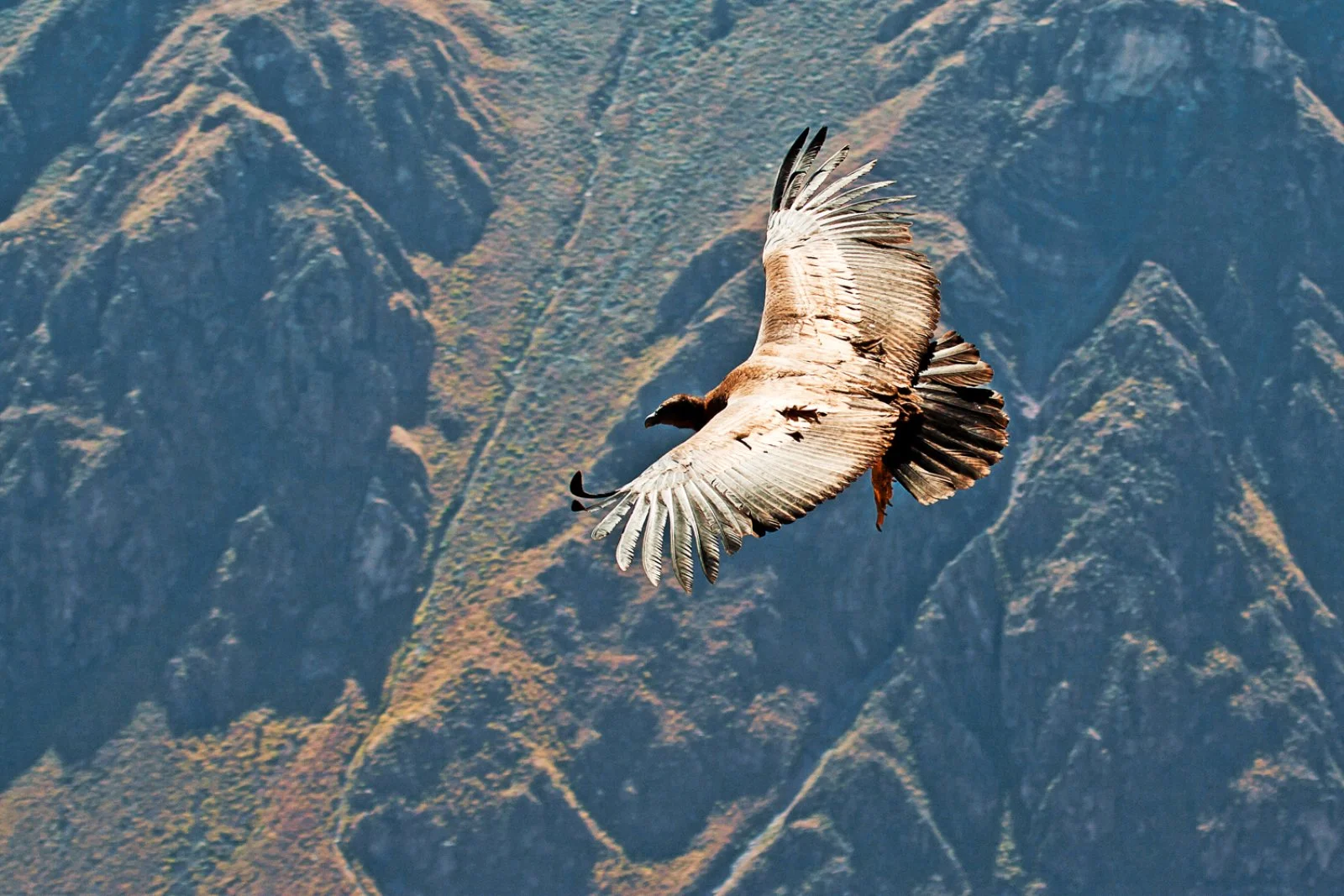 Valle del Colca - Cruz del Condor - Puno