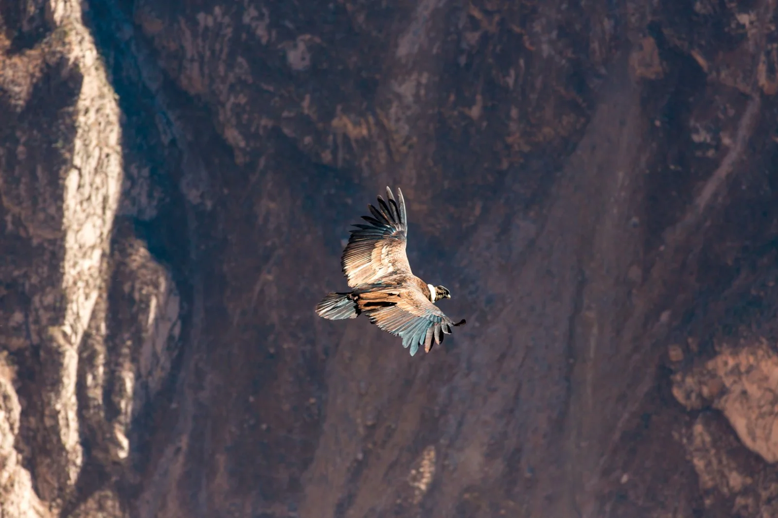 Valle del Colca - Cruz del Condor - Puno