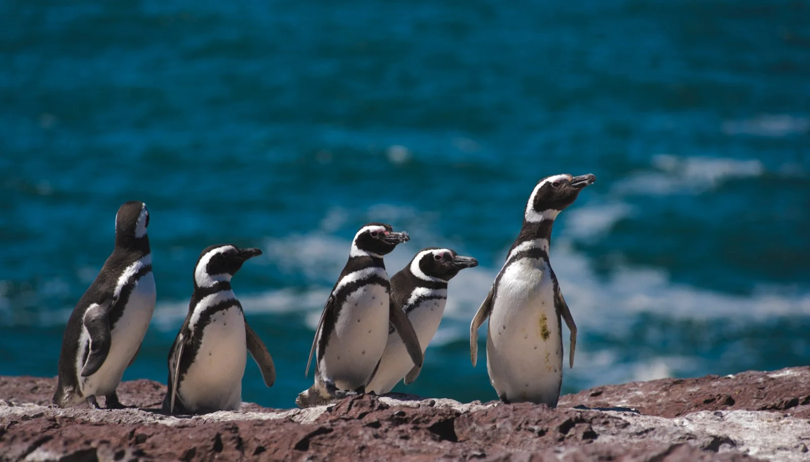 Puerto Madryn - Penisola Valdes - Puerto Madryn