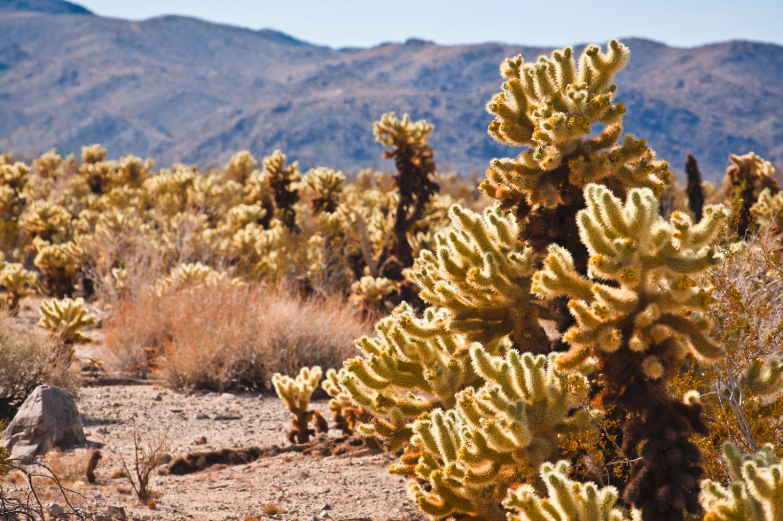 Los Angeles - Joshua Tree N.P. - Laughlin - immagine 1 di 2