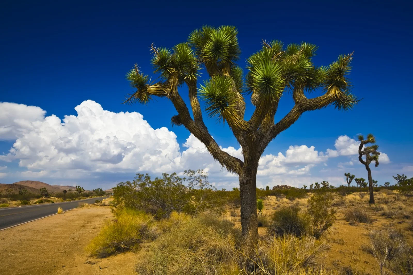 Los Angeles - Joshua Tree N.P. - Laughlin - immagine 2 di 2