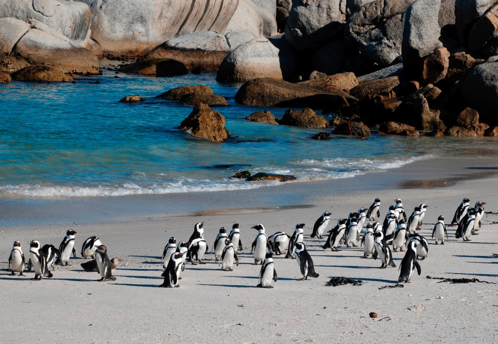Città del Capo - Penisola del Capo - Città del Capo