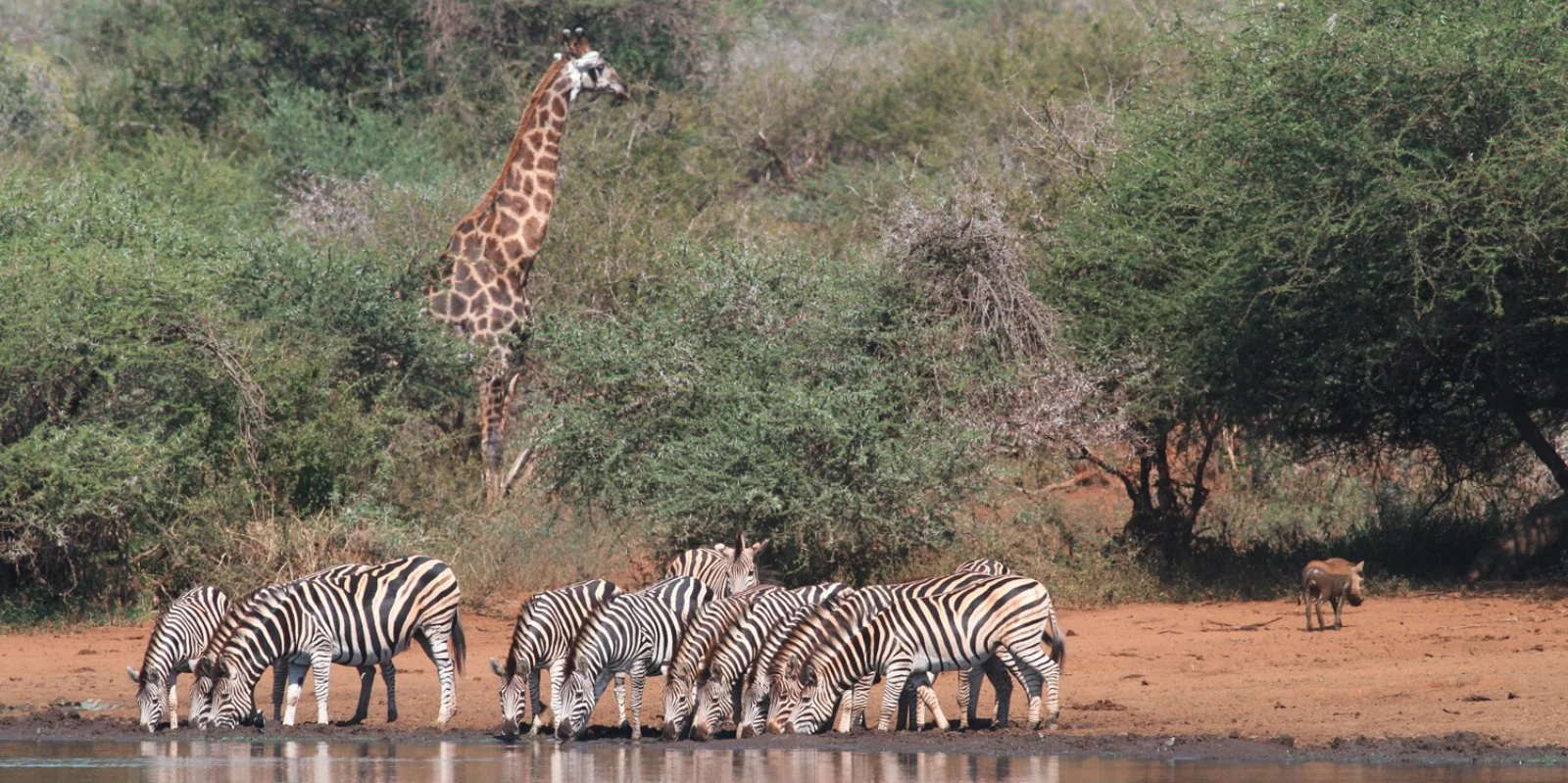Mpumalanga - Concessione Privata Parco Kruger