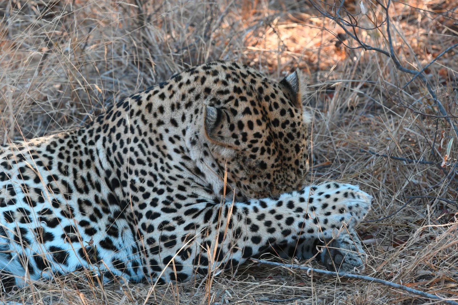 Concessione Privata Parco Kruger
