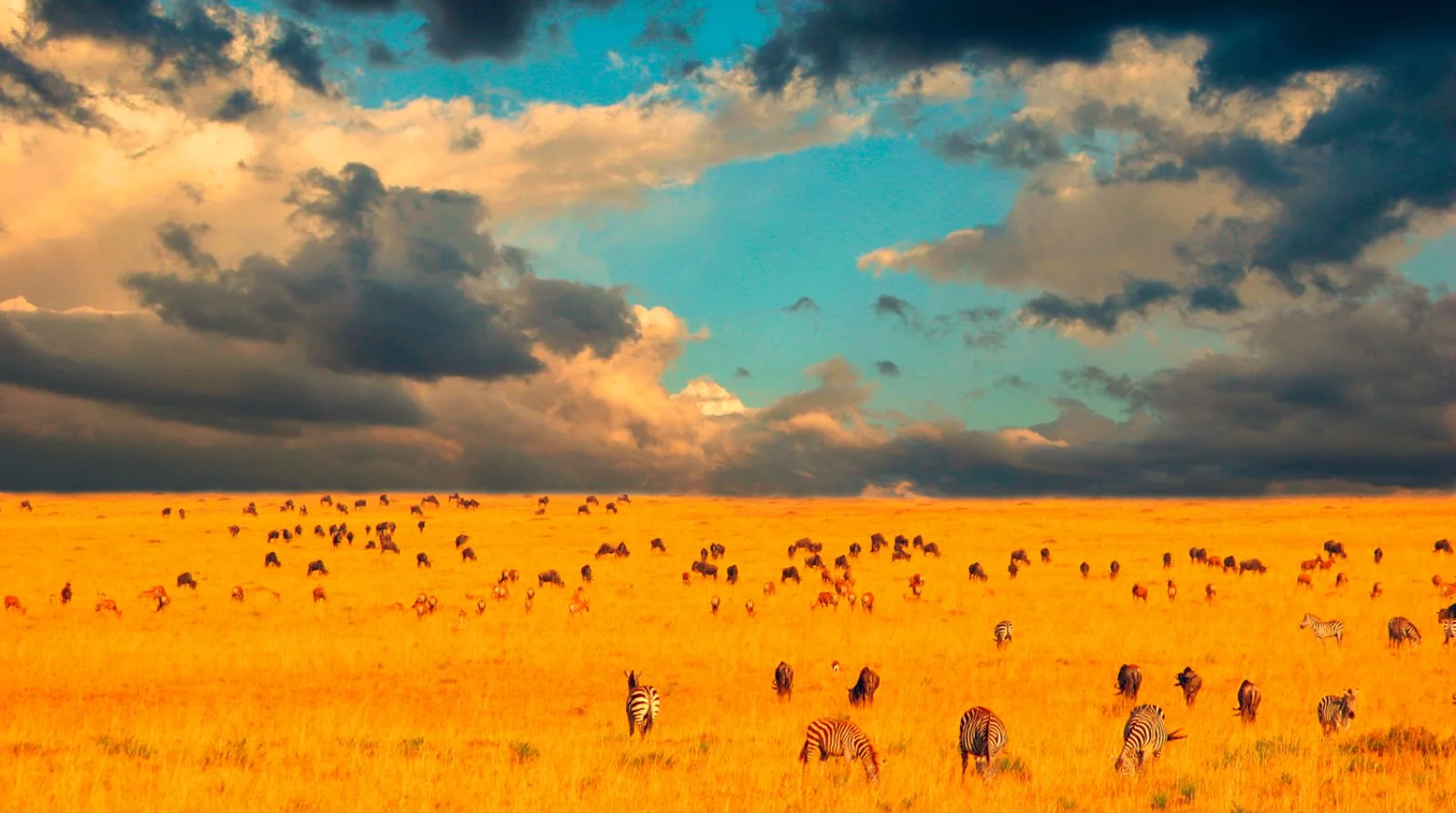 Migrazione Nel Serengeti - Serengeti National Park