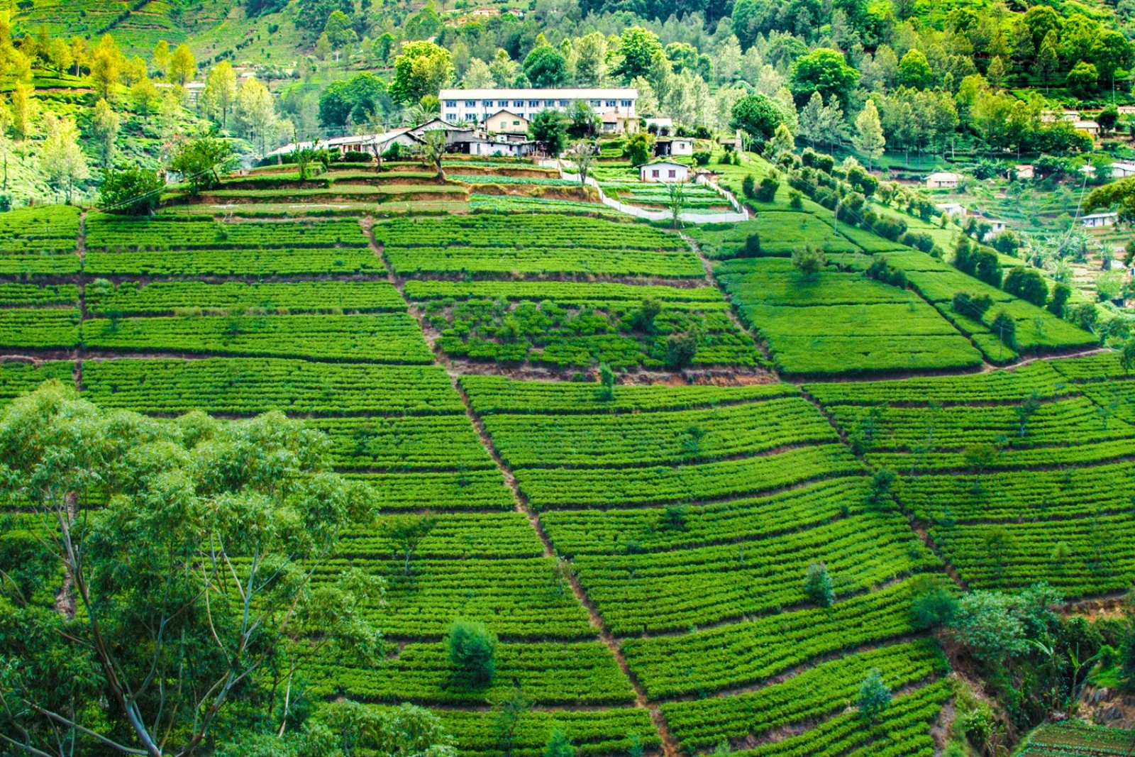 4° giorno Yala - Ella - Nuwara Eliya - Hatton