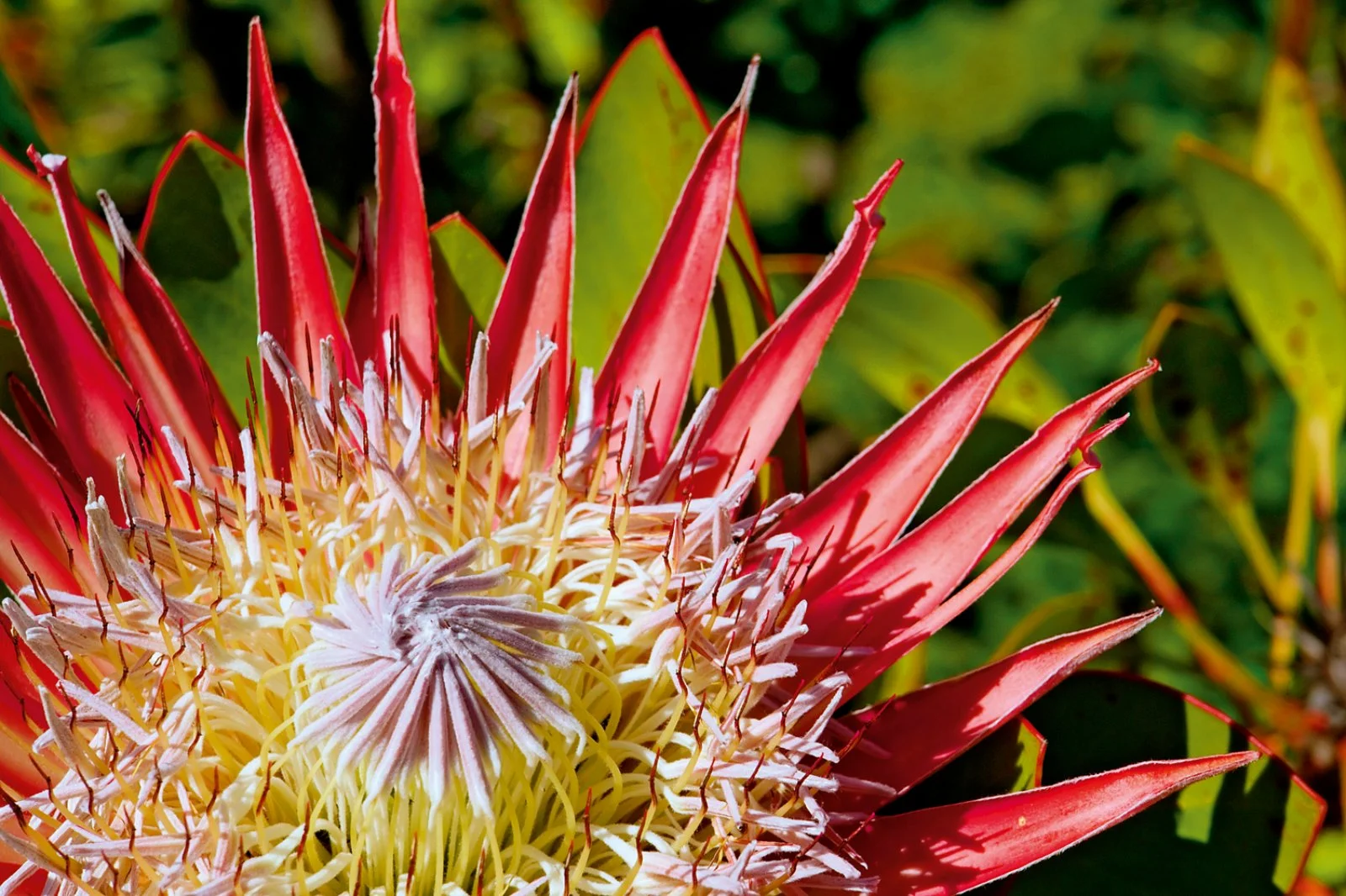 Parco Kruger - Johannesburg - immagine 2 di 3