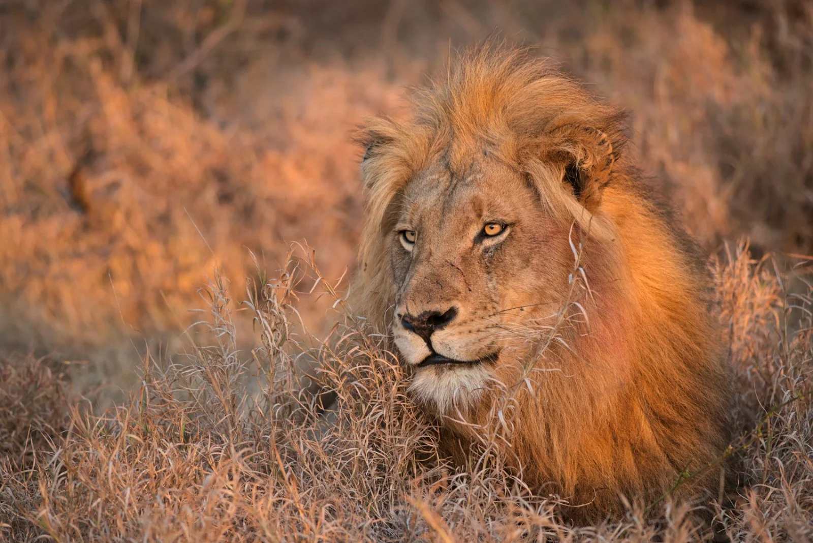 Mpumalanga - Concessione Privata Parco Kruger - immagine 1 di 4