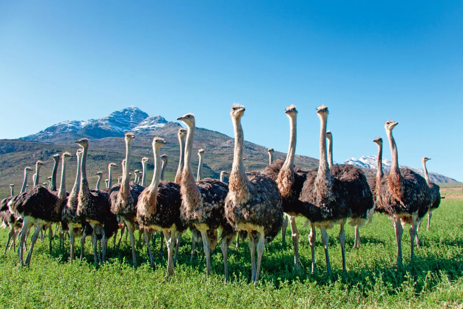 Oudtshoorn - Città del Capo - immagine 2 di 3