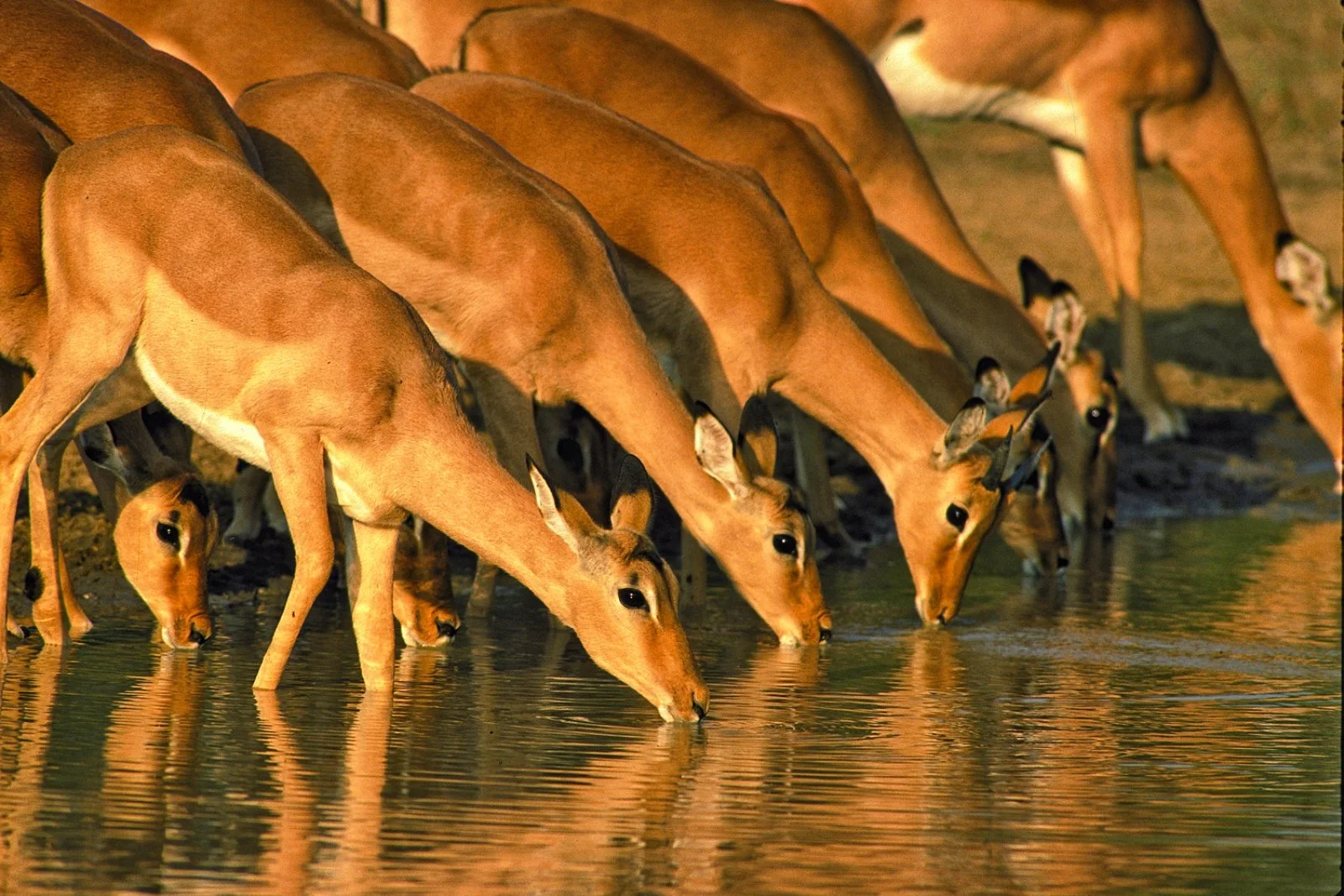 Mpumalanga - Concessione Privata Parco Kruger - immagine 2 di 4