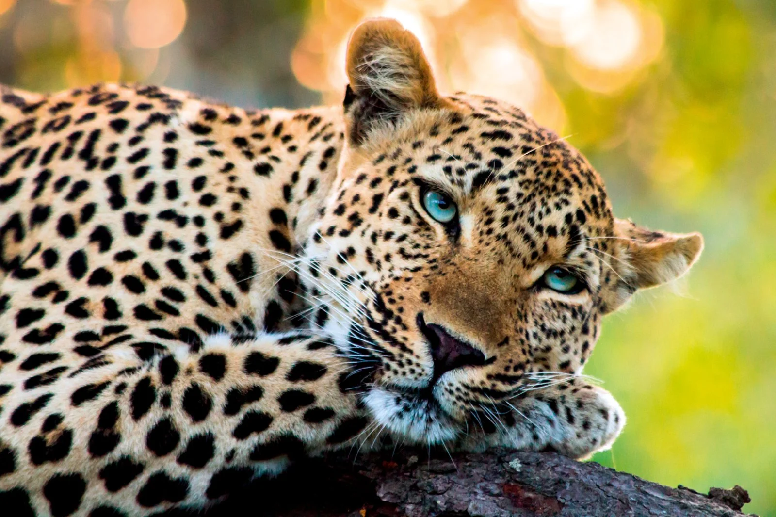 Mpumalanga - Concessione Privata Parco Kruger - immagine 3 di 4