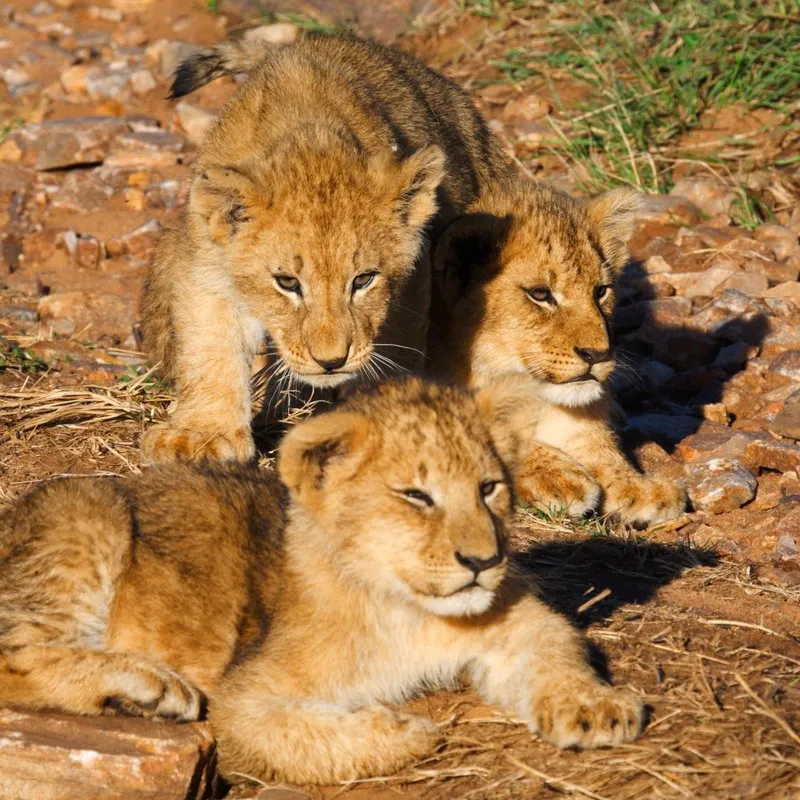 SAFARI INFRASETTIMANALE (2 giorni e 1 notte)