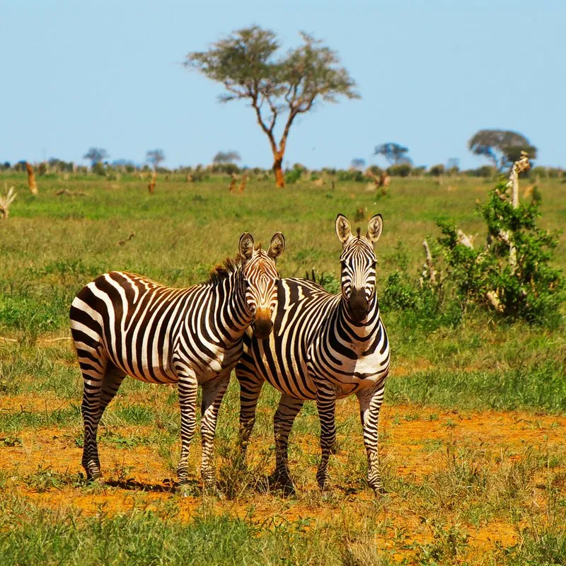 SAFARI INFRASETTIMANALE (2 giorni e 1 notte)