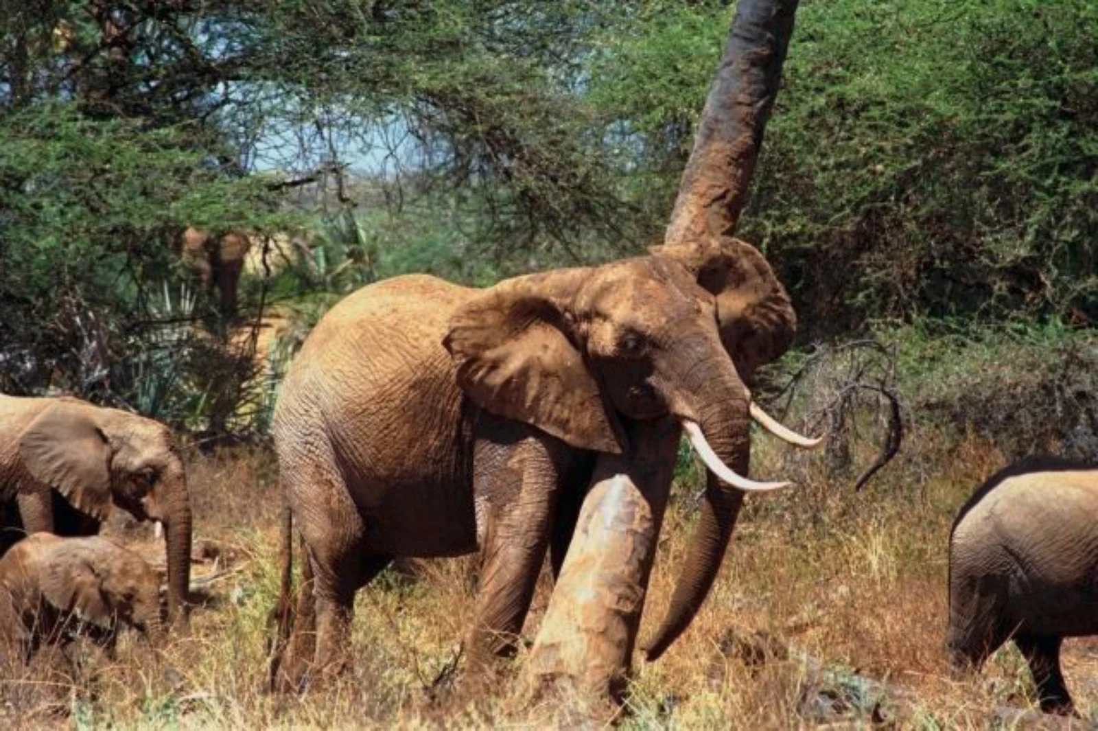 3° giorno: Parco Tsavo Ovest – Parco Tsavo Est (122 km)