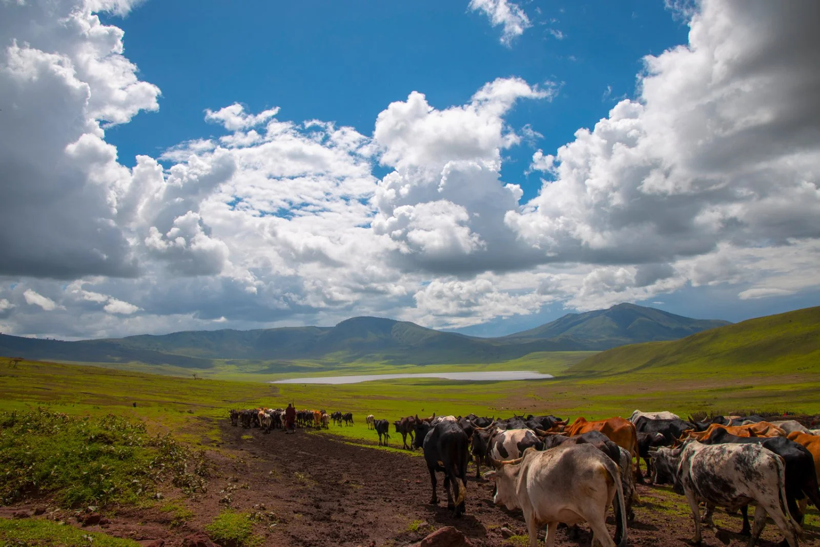2° giorno: Stone Town – Arusha - Tarangire NP (104 km)