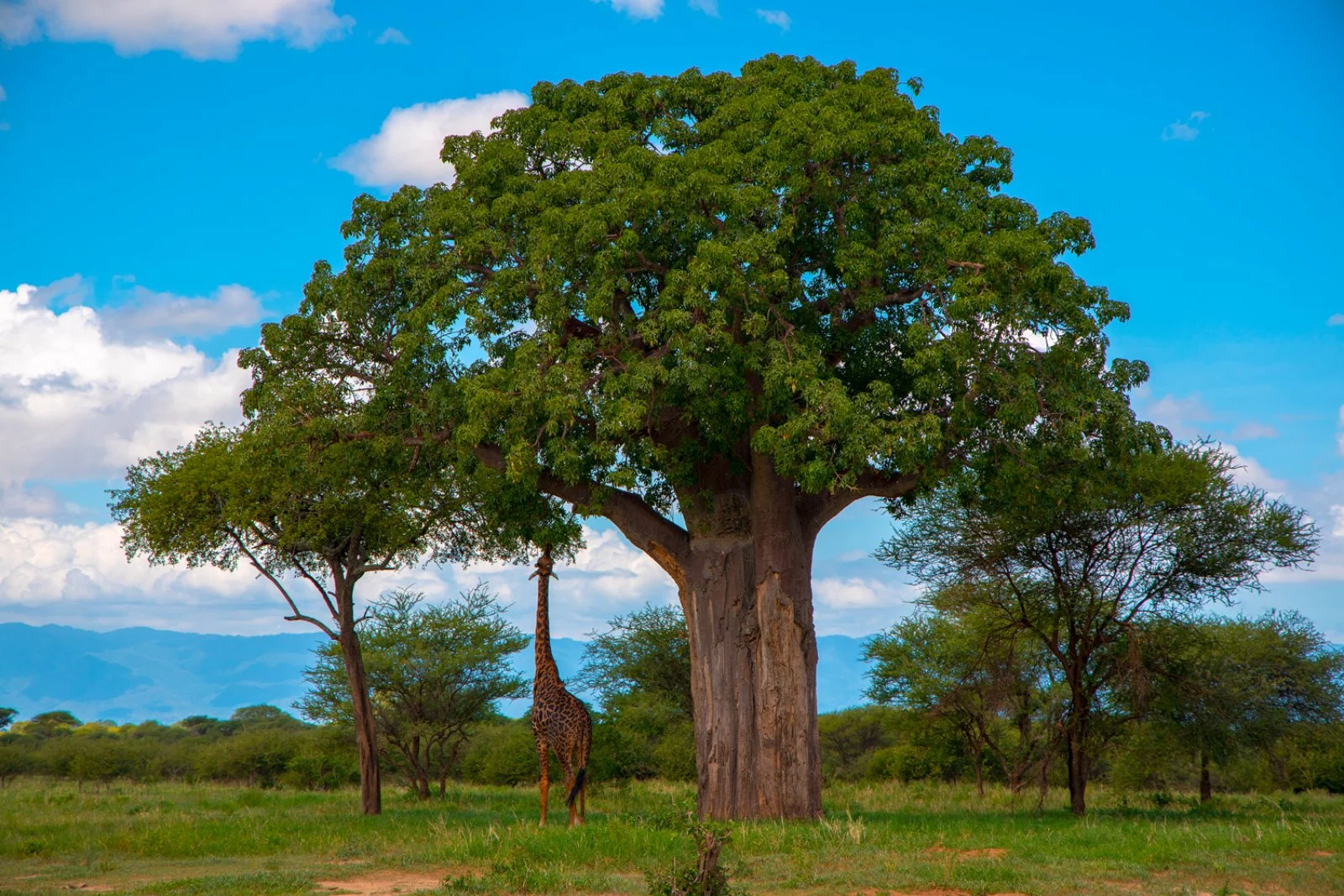 3° giorno: Lake Manyara NP - Ngorongoro CA (83 km)