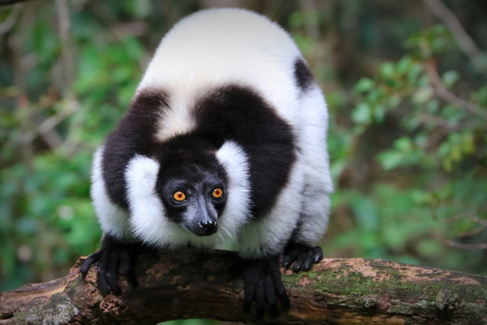 Voyager Romance & Garden Route 