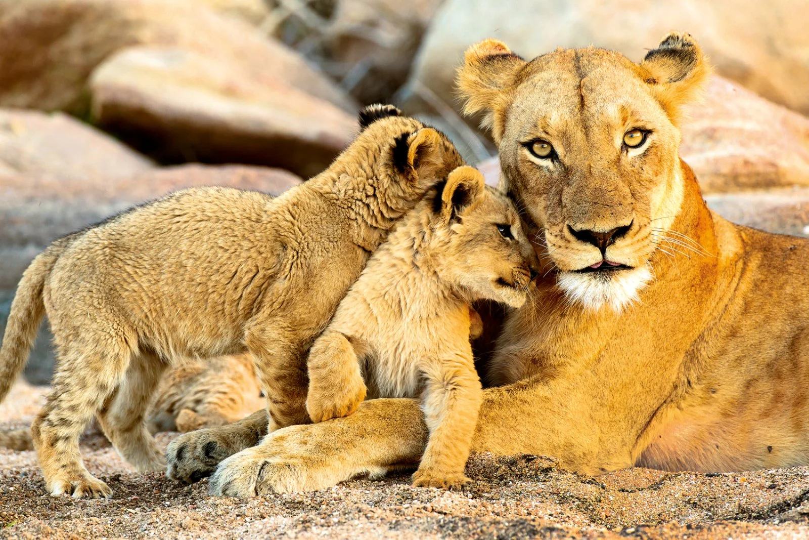 Voyager Romance E Garden Route - Kruger National Park