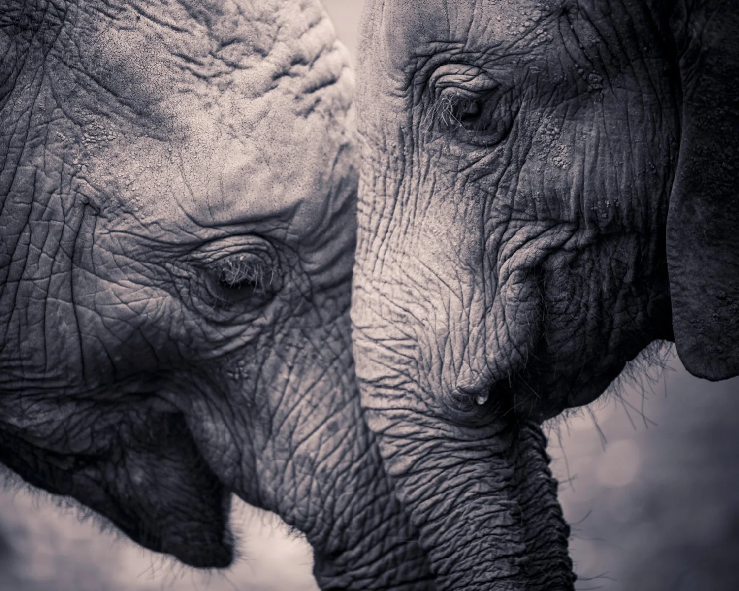 Mpumalanga - ”Elephant Whispers” - Johannesburg