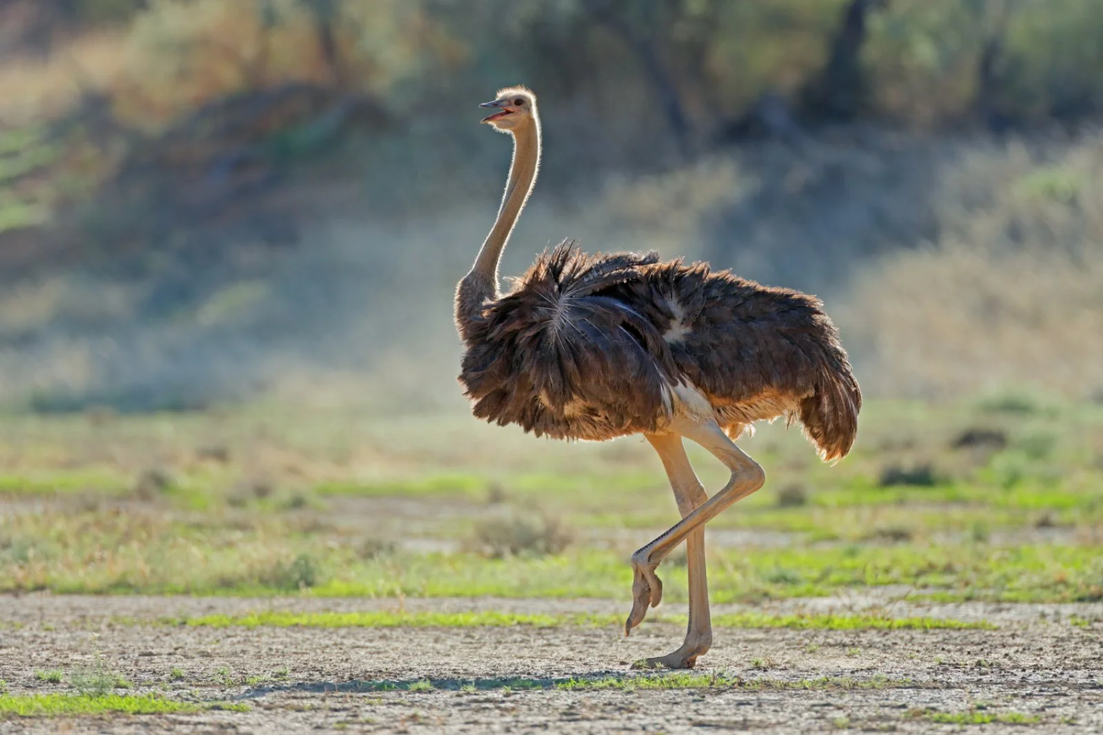 Oudtshoorn - Città del Capo - immagine 2 di 3