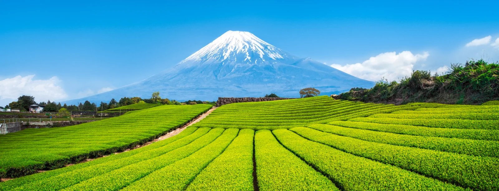 Tokyo - Shizuoka - Tokyo