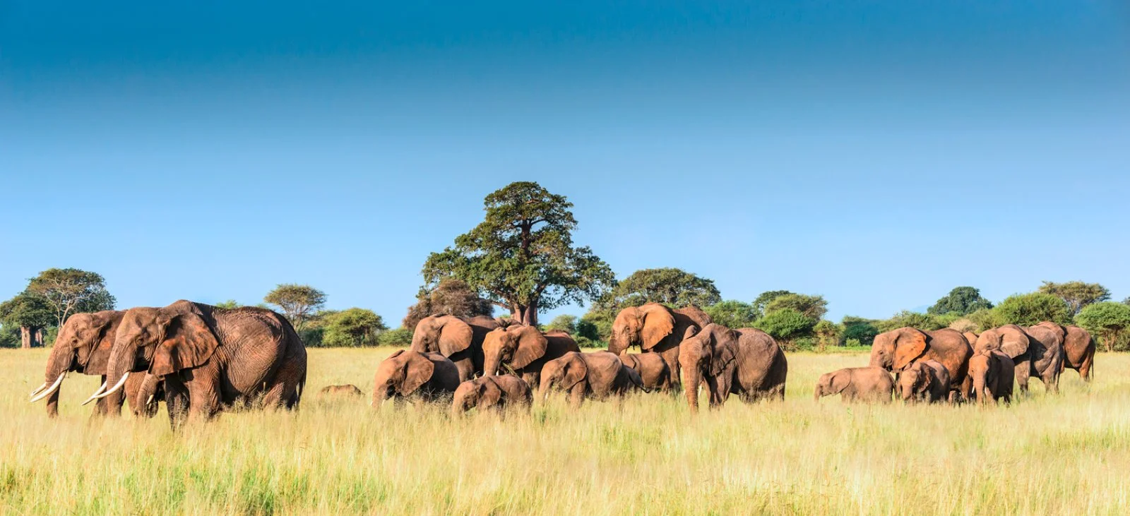 Tarangire - Arusha
