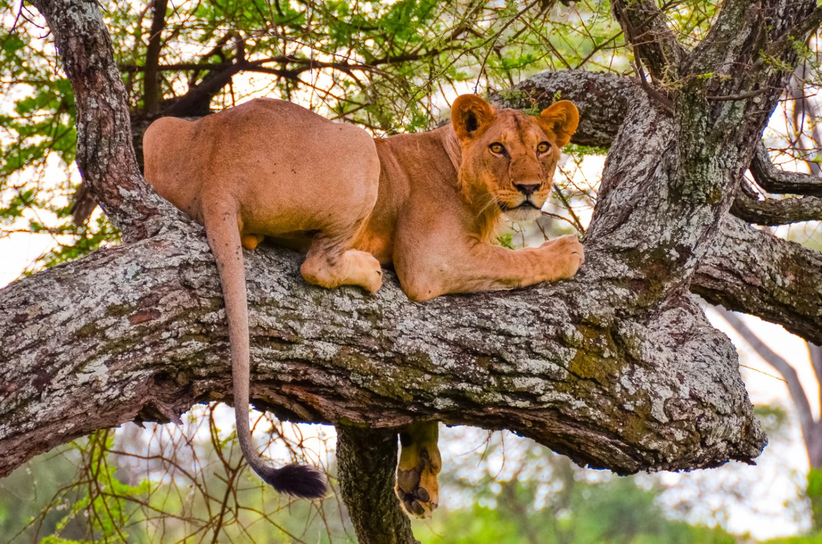 Serengeti Escape E Zanzibar 
