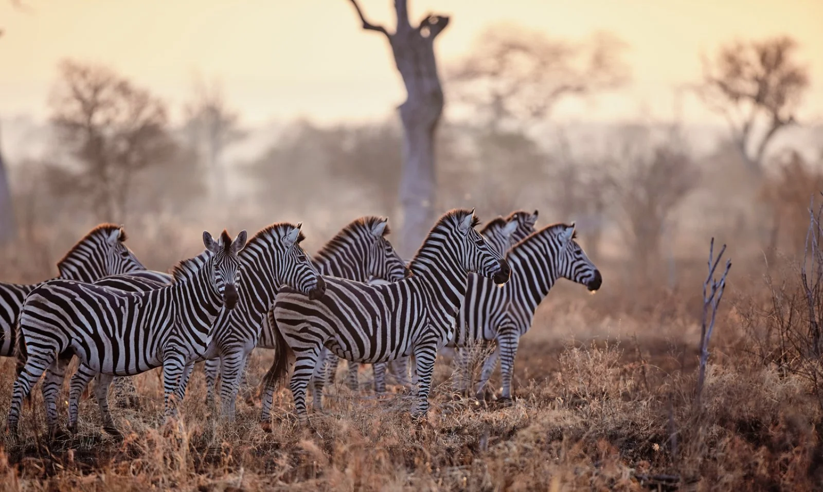 Riserva Privata di Moditlo - immagine 2 di 5