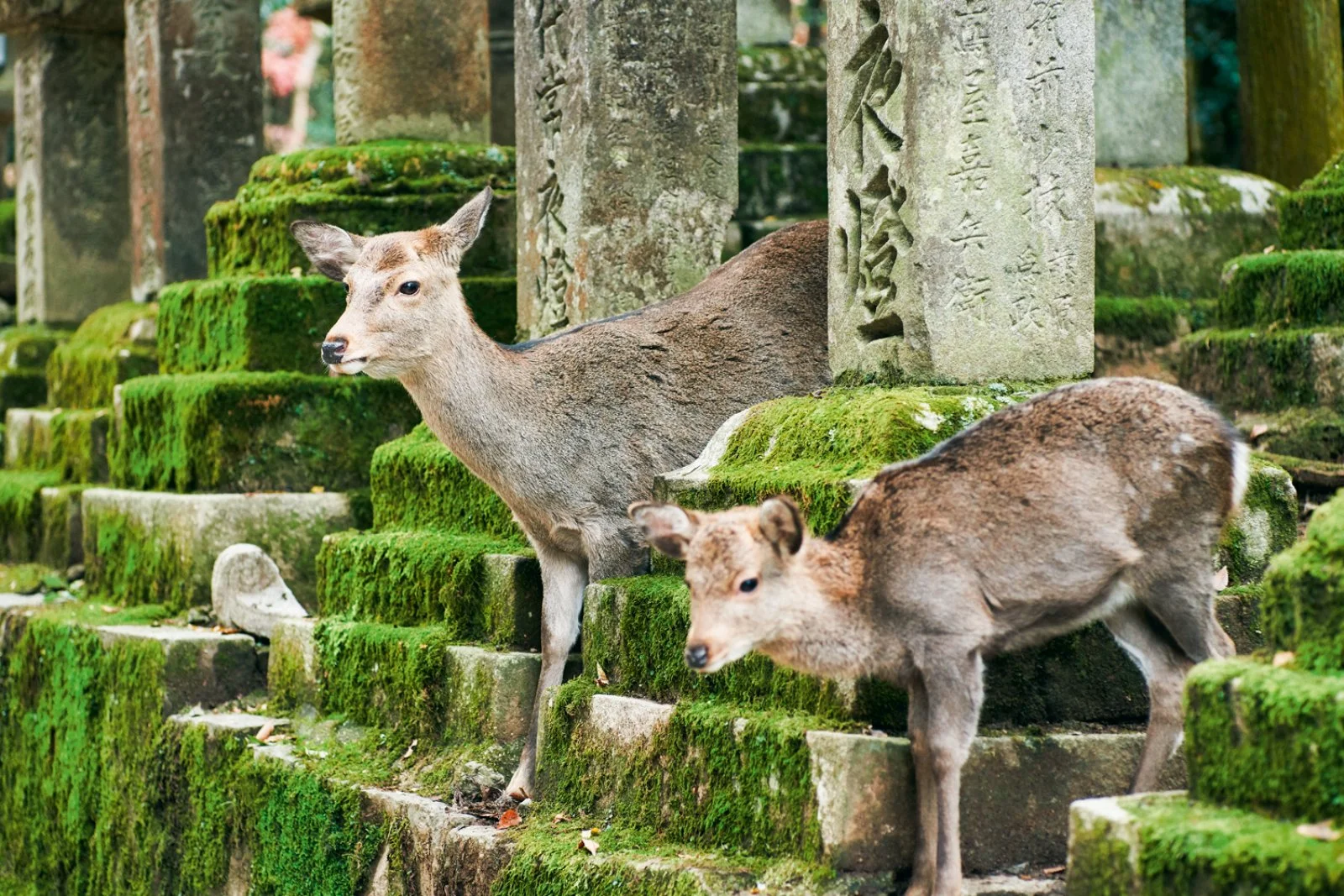 Osaka – Mt. Koya - Osaka