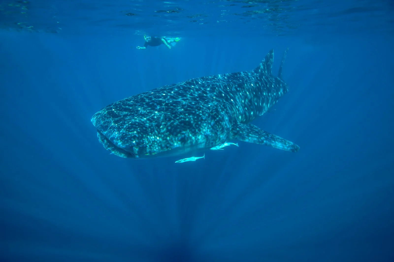 Coral Bay - Ningaloo Reef