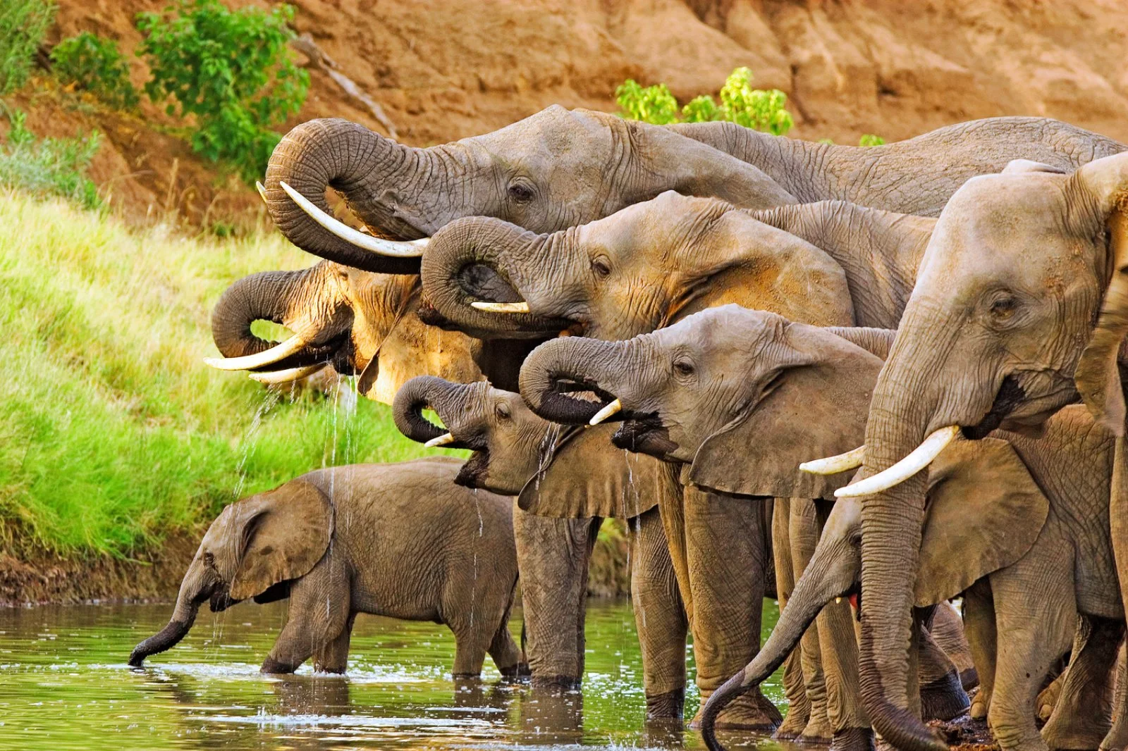 Parco Chobe