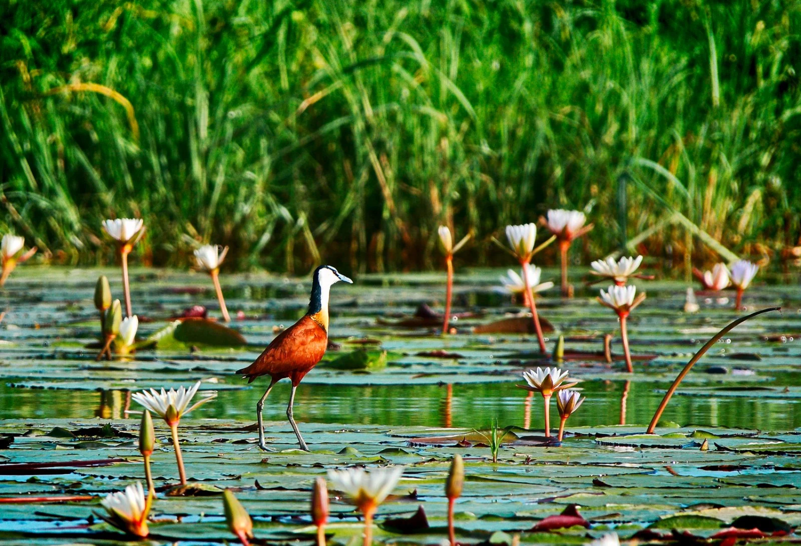 Parco Chobe