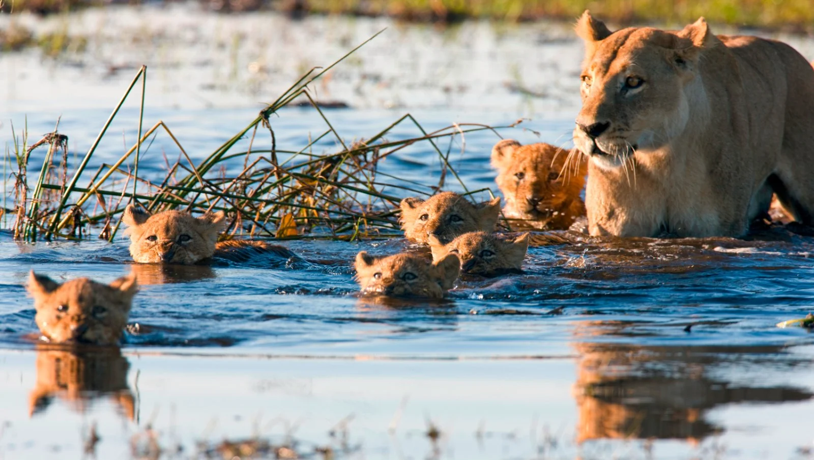 Delta dell'Okavango – Khwai, Riserva Moremi