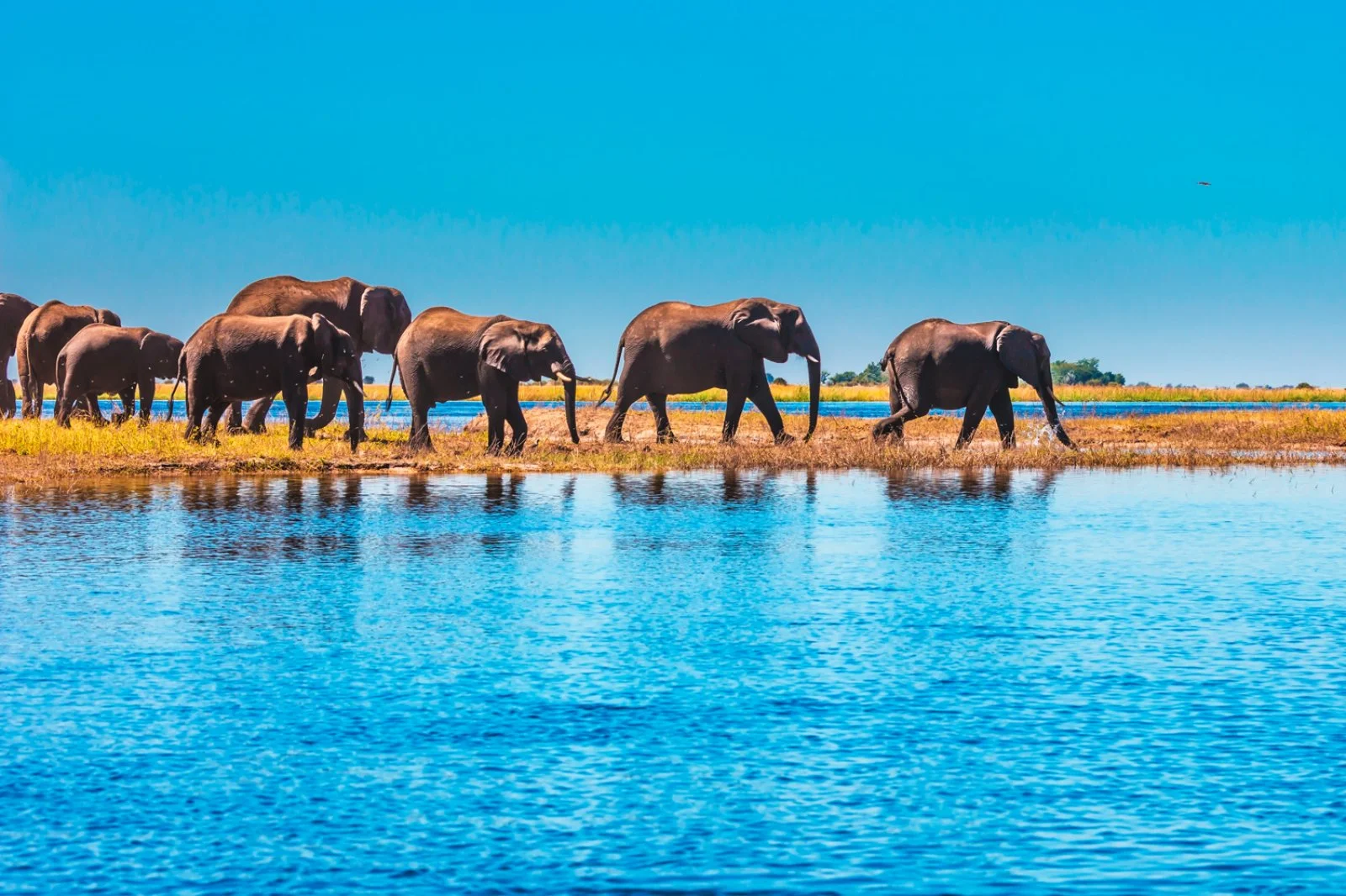 Voyager Botswana - Chobe National Park Voyager Botswana - Chobe National Park