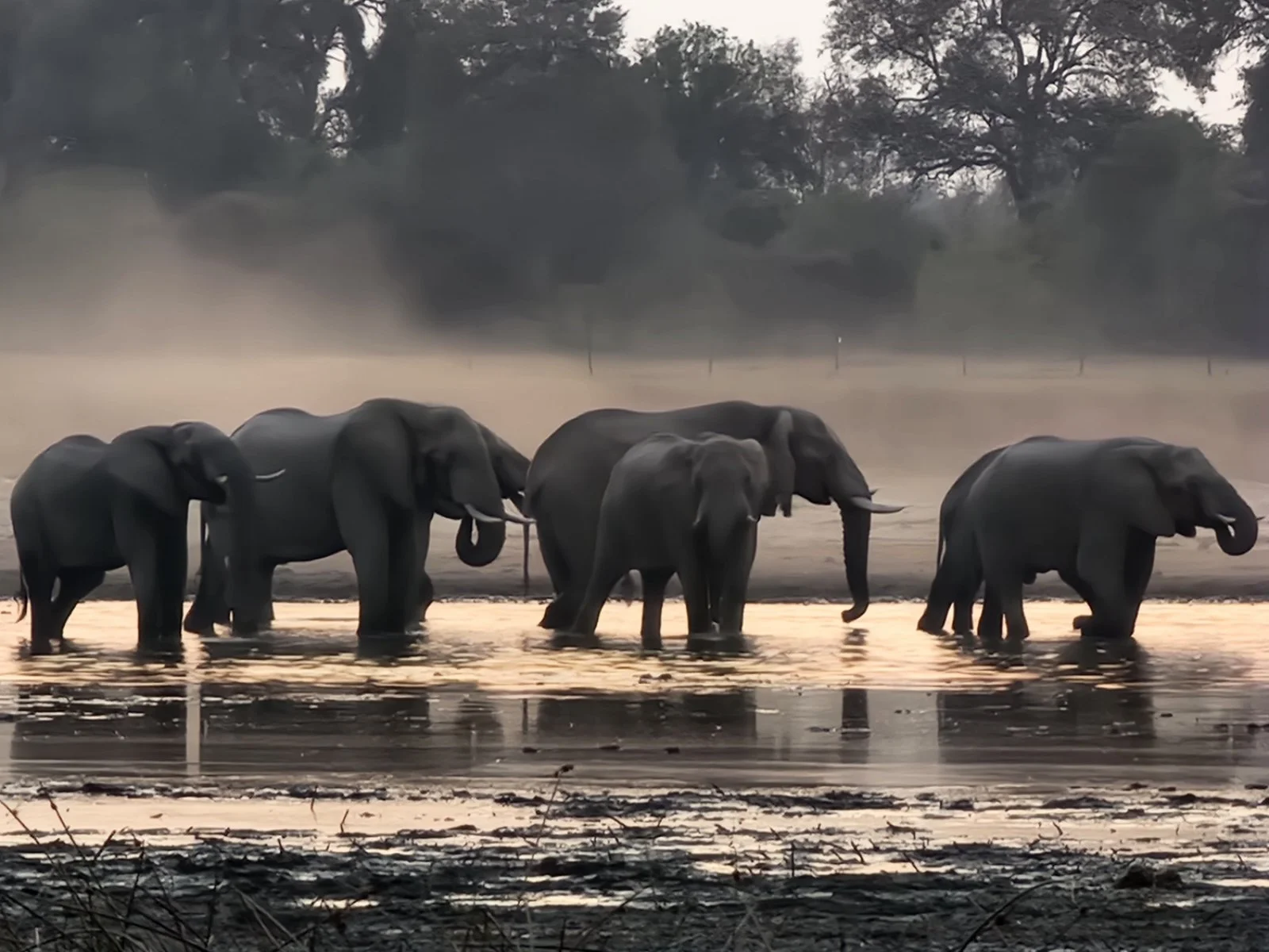 Parco Chobe - Delta dell'Okavango