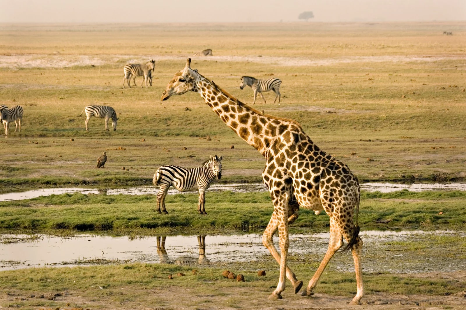 Khwai, Riserva Moremi - Maun - immagine 1 di 3