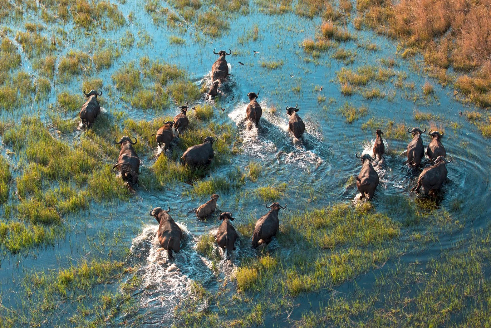 Parco Chobe - Delta dell'Okavango