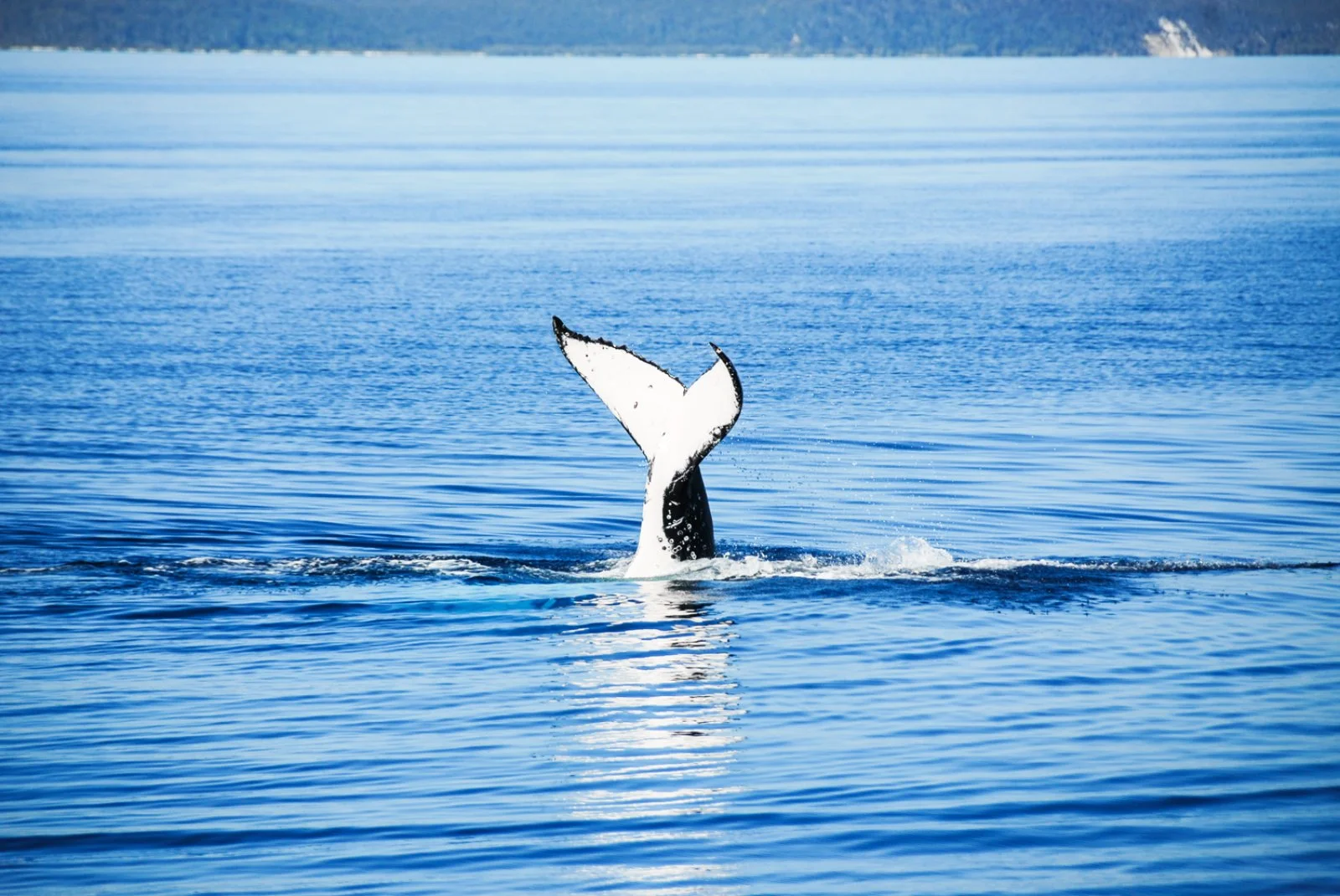 Avventura A Est - Hervey Bay