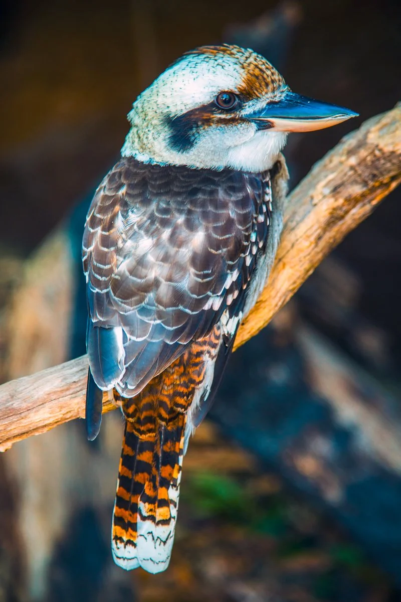 Avventura Nell'Outback - Cape Tribulation, Kookaburra Australiano