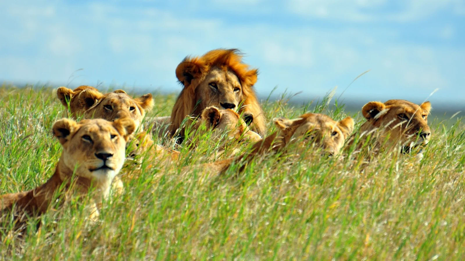 Safari Bravo Esplora La Grande Migrazione 