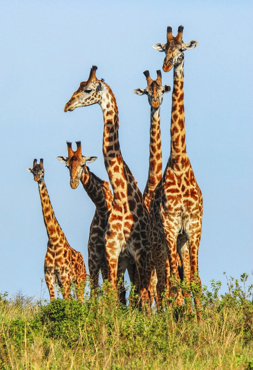 Safari Intour La Grande Migrazione 