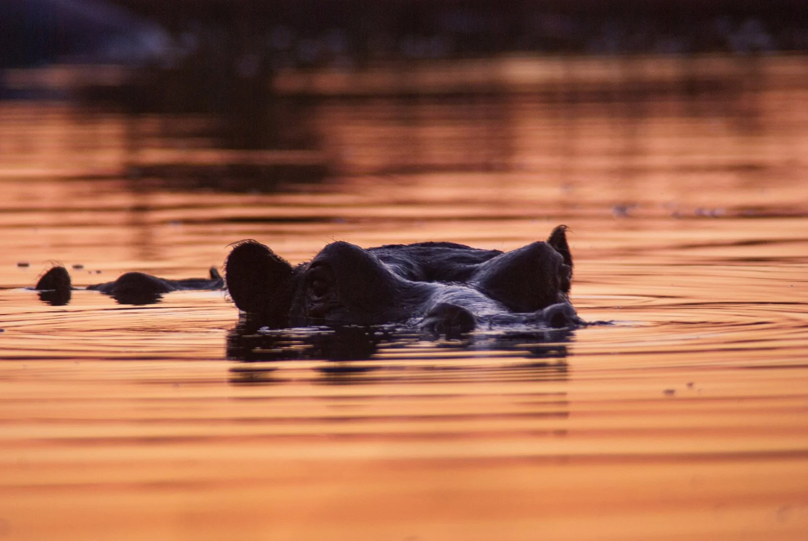Windhoek - Deserto del Kahalari