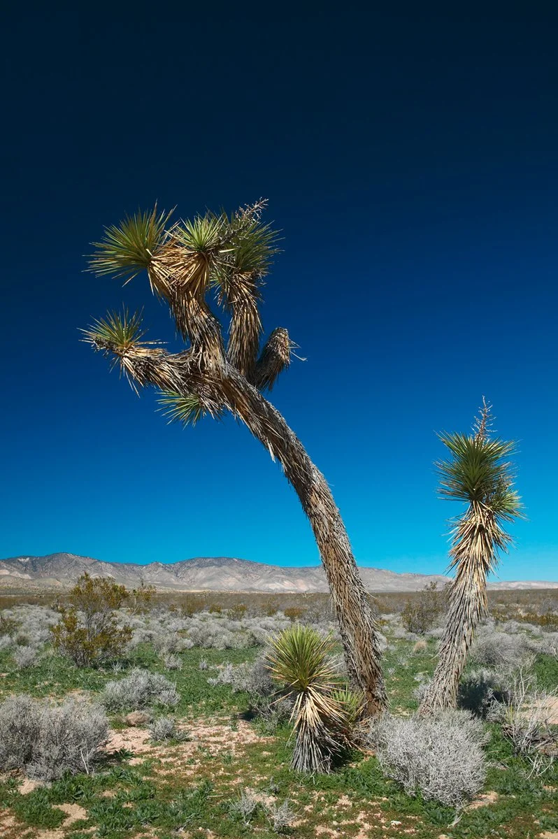 Palm Springs - Lake Havasu