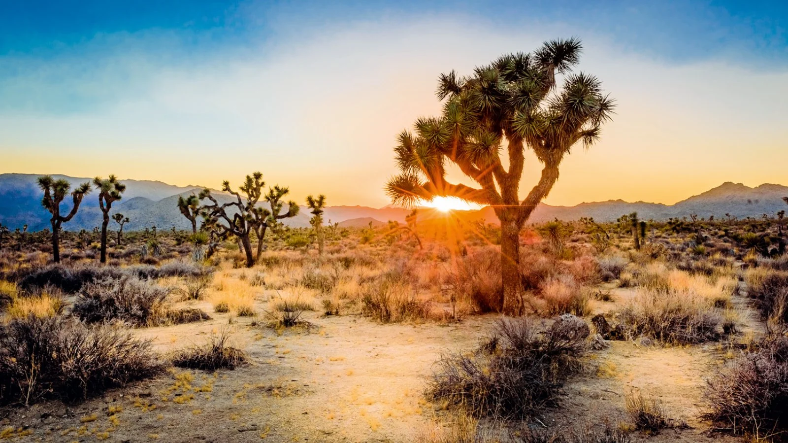 Palm Springs - Lake Havasu