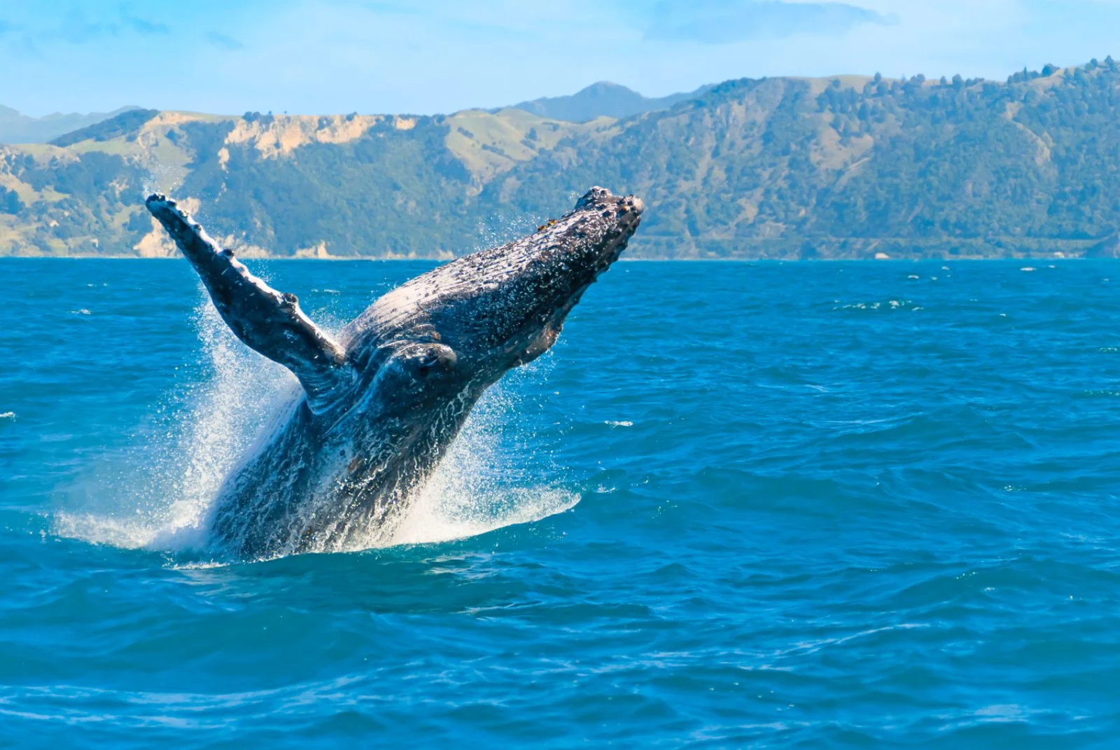Nuova Zelanda Selvaggia - Nuova Zelanda, Kaikoura Nuova Zelanda Selvaggia - Nuova Zelanda, Kaikoura